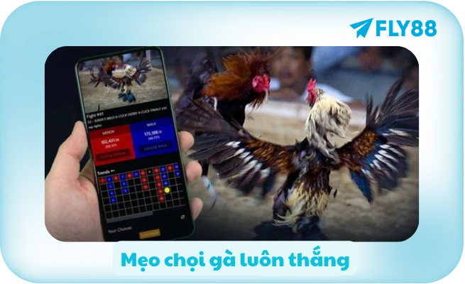 Cách Chơi Đá Gà Mạng 🐓 Luật, Cách Cược, Mẹo Thắng | FLY88 Cách Chơi Đá Gà Mạng 🐓 Luật, Cách Cược, Mẹo Thắng | FLY88
