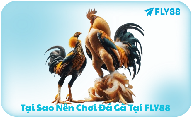 Đá Gà FLY88 - Trực Tiếp Campuchia, Thomo | Cược Từ 1K
