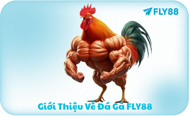 Đá Gà FLY88 - Trực Tiếp Campuchia, Thomo | Cược Từ 1K